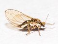 Trioza urticae